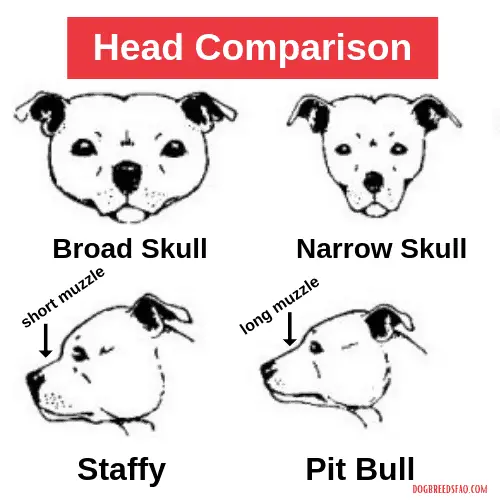 Pit Bull vs Staffy head Comparison