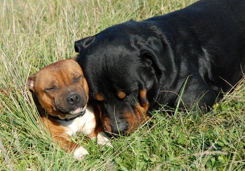 Pit bull and rottweiler chilling out in the sun
