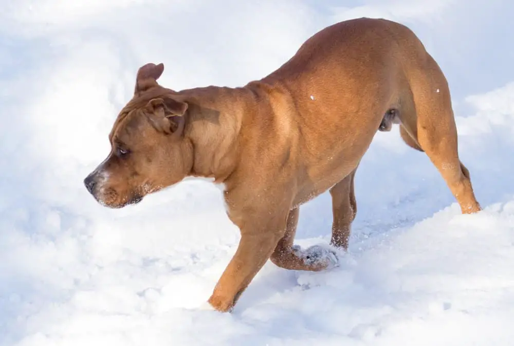 Pit bull dog in the snow
