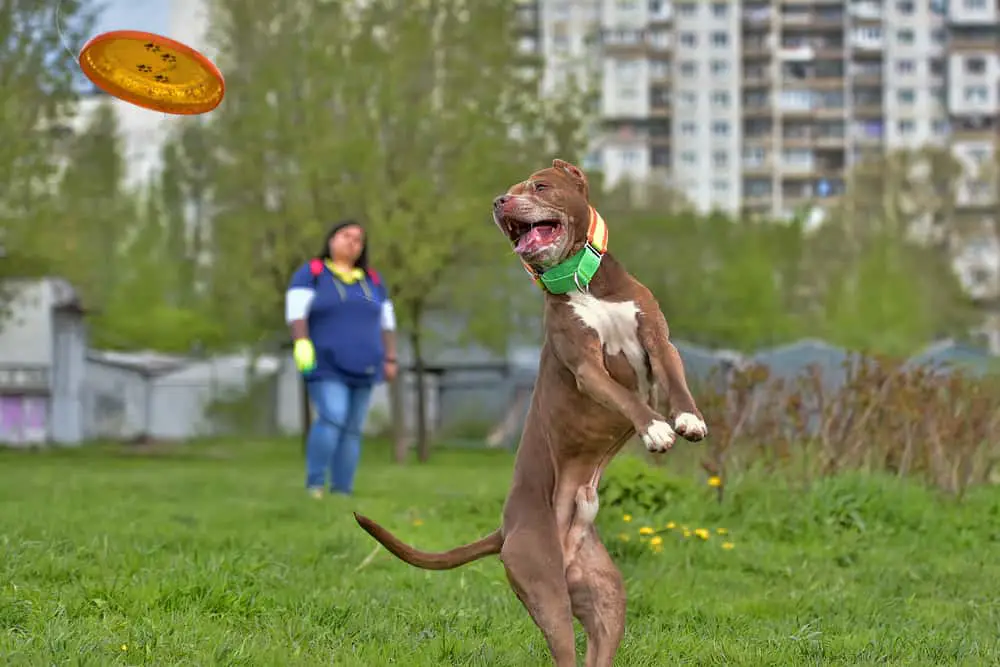 Pit bull terrier jumps, catches plate in the air