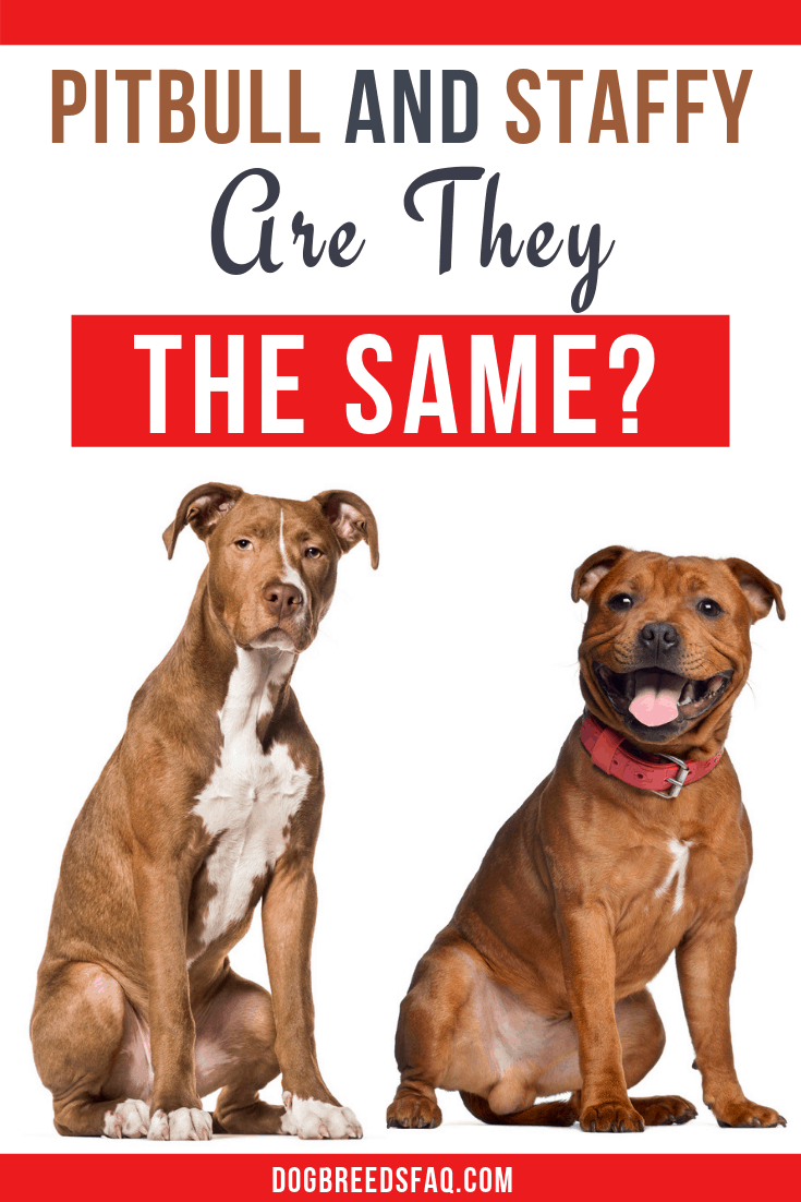 Are pit bulls and staffies the same image