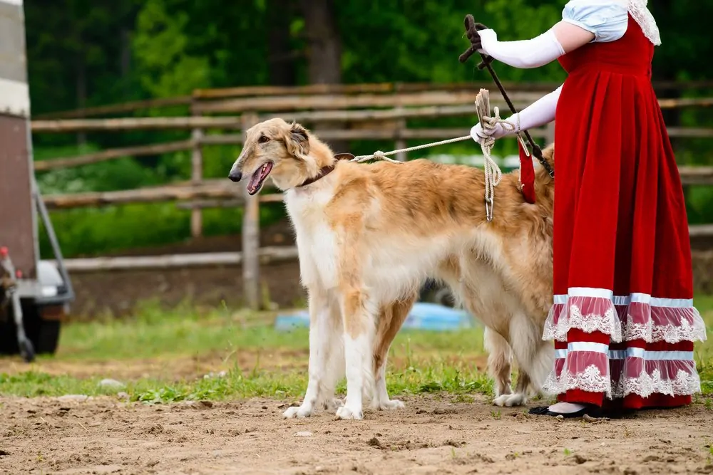 Polish Greyhound Dog on leash with owner wearing red and white dress