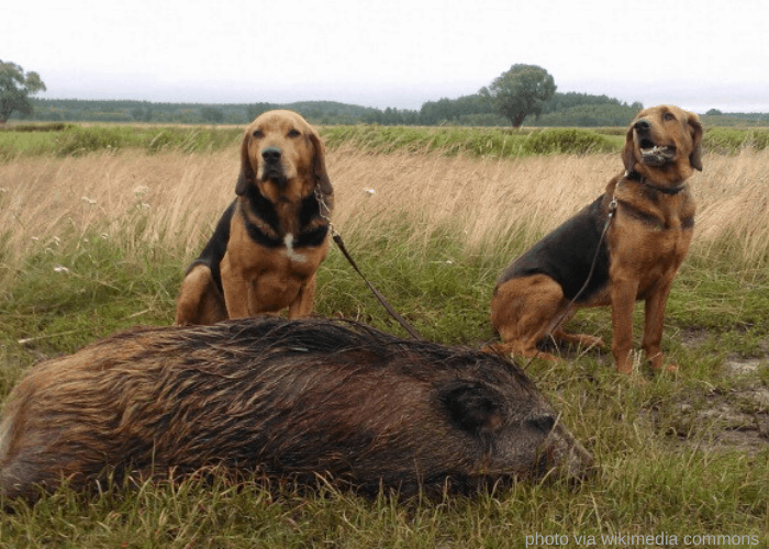 2 Polish Hounds hunted wild boar