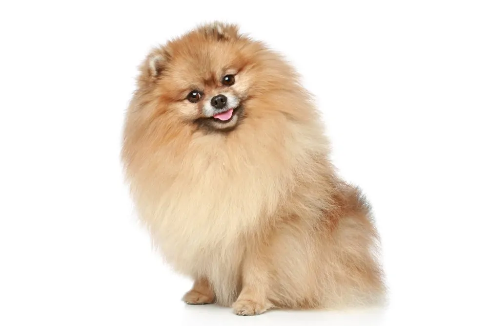 Pomeranian dog breed photographed on white background