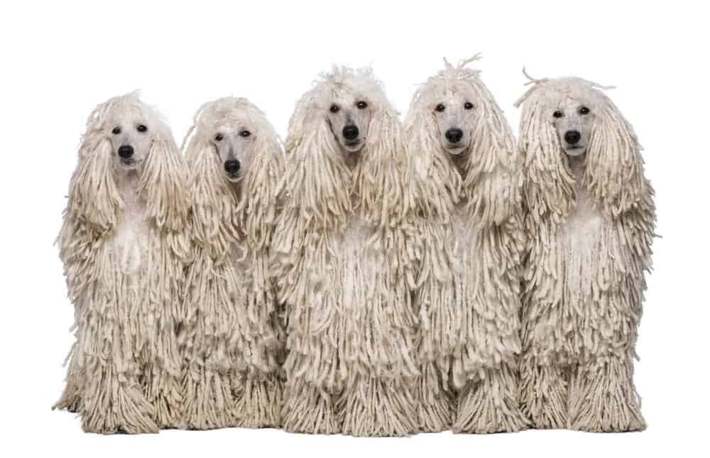 5 Poodle mop dogs