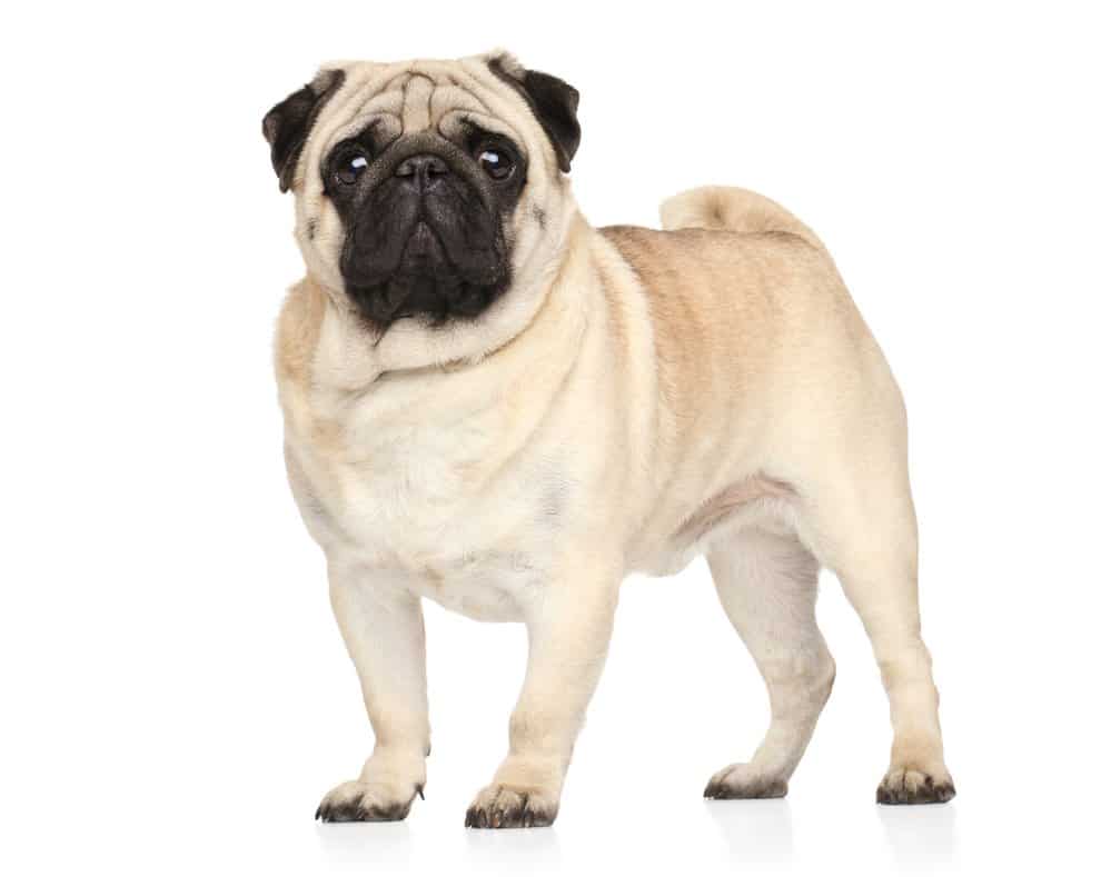 Portrait of a Pug dog on white background.