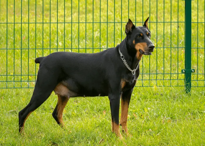 Pregnant doberman pinscher standing on the lawn