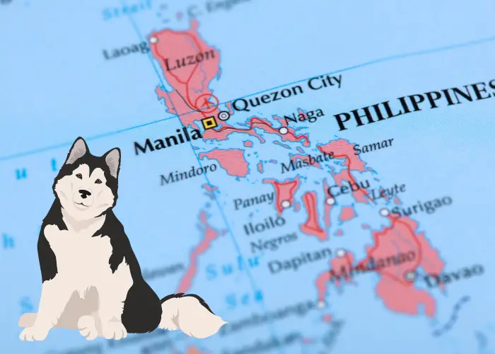 Preparing for an Alaskan Malamute in the Philippines image