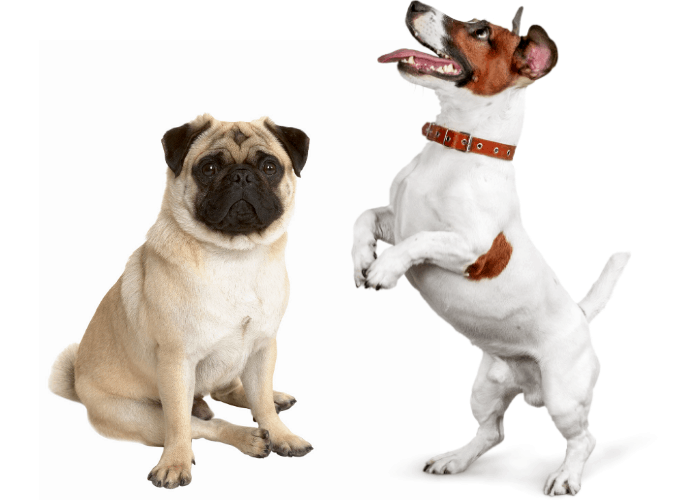Pug and Jack Russell photographed in front of white background