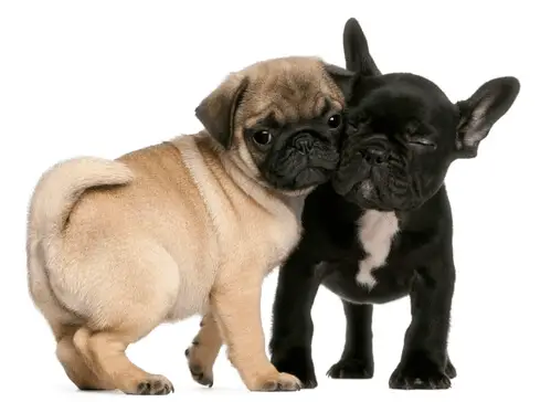 Pug and french bulldog puppy hugging on white background