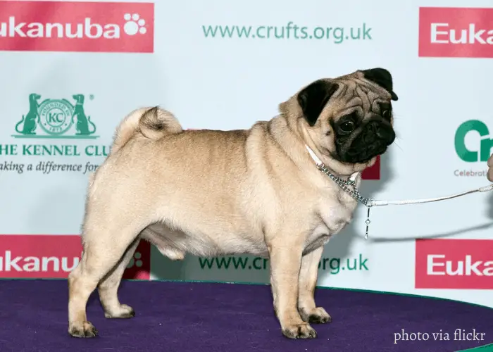 Pug at a dog competition