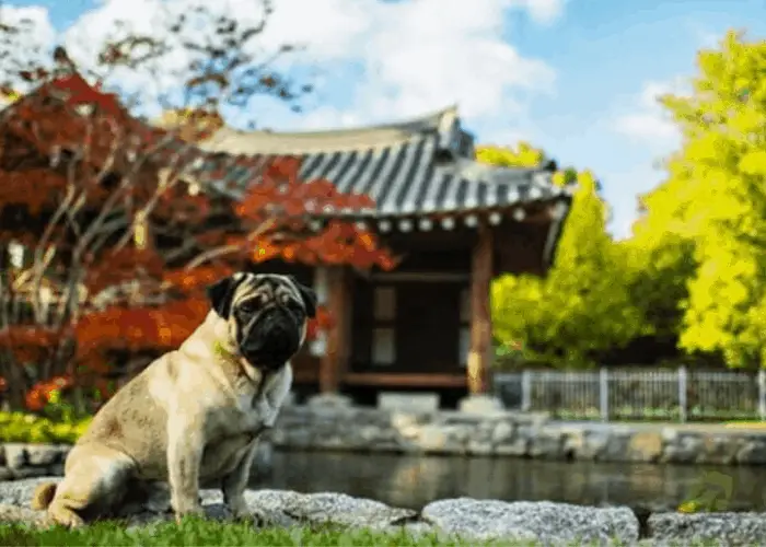 Pug dog sitting outside a chinese garden