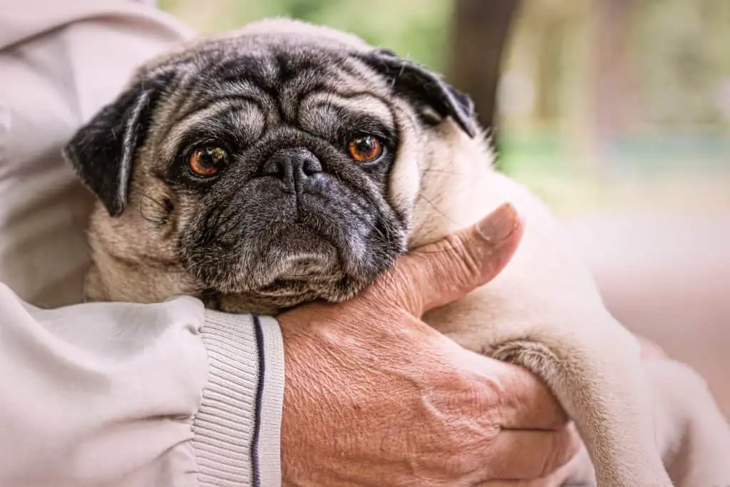 Pug in owner's hand