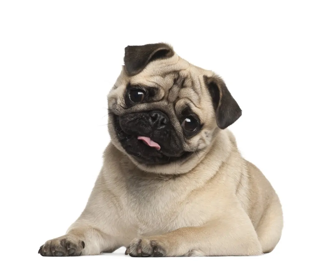 Pug lying on white background