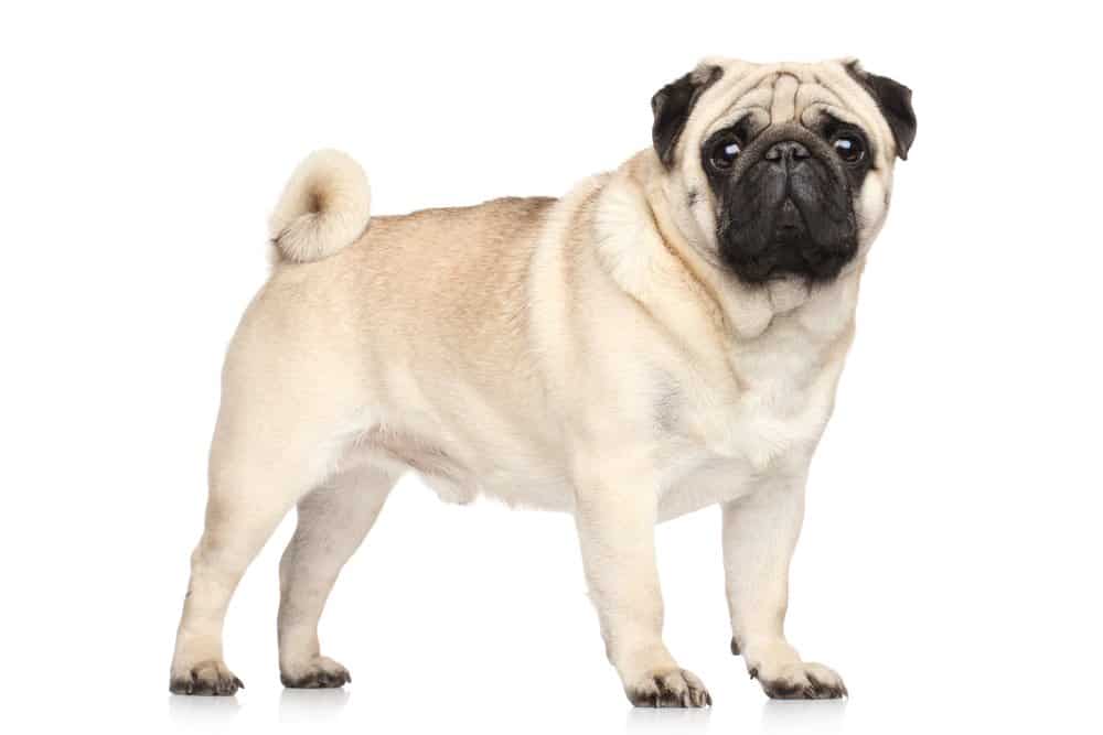 Pug photographed against a white background