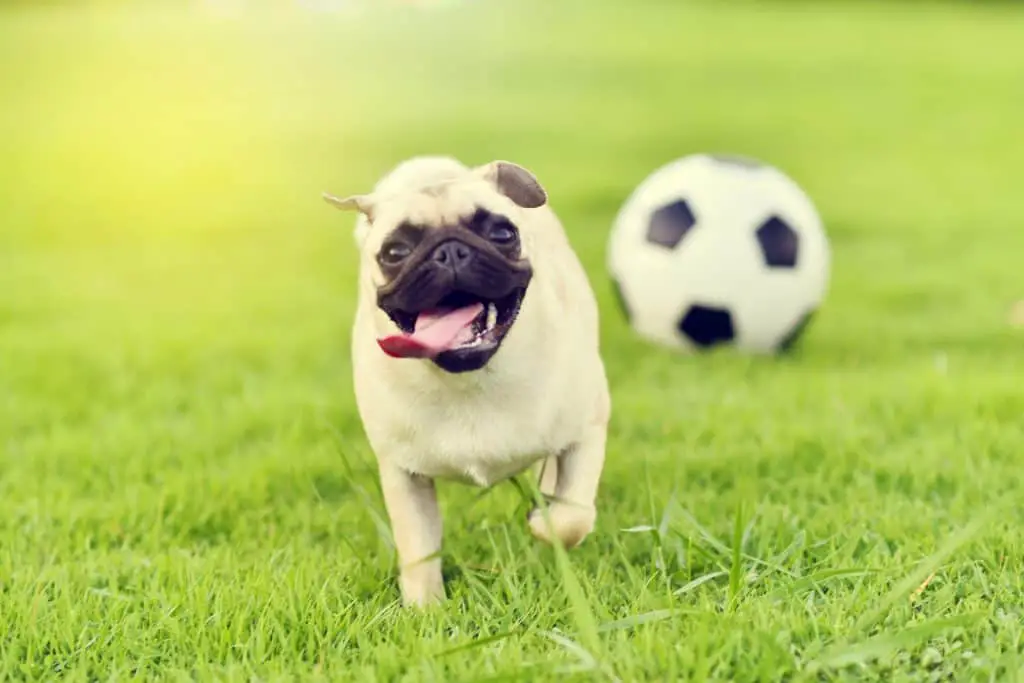 Pug playing on the lawn