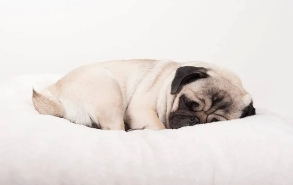 Pug puppy sleeping on a blanket