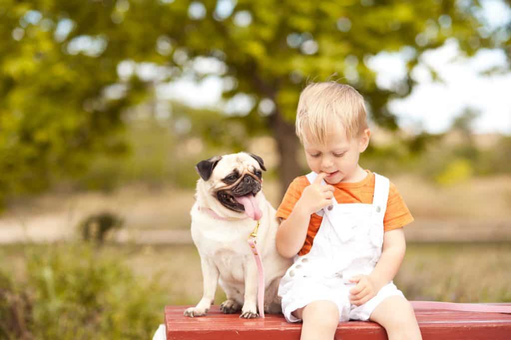 Pug sitting with a kid