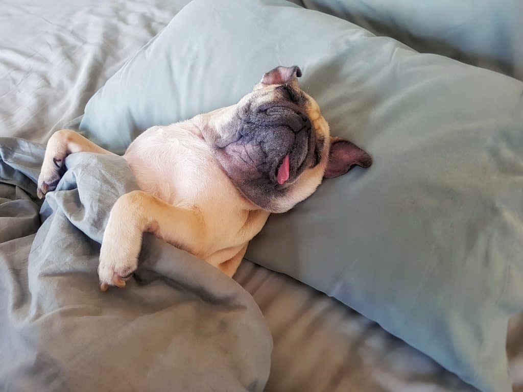 Pug sleeping in bed with pillow and blanket