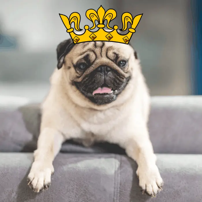 Pug with a yellow crown