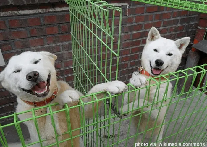 2 Pungsan Dogs inside a green cage