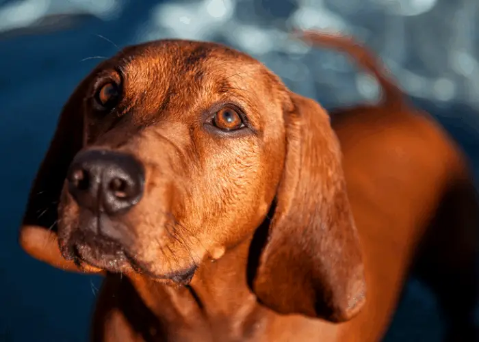 Redbone Coonhound close up photo