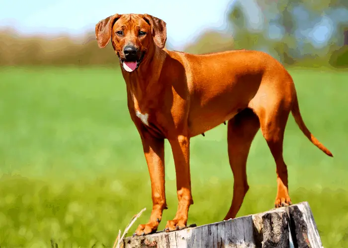 Rhodesian Ridgeback standing on a stump tree