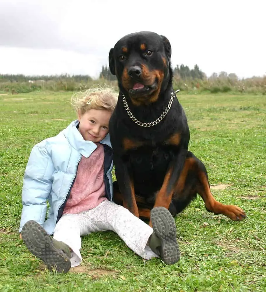 Rottweiler and a child in the park