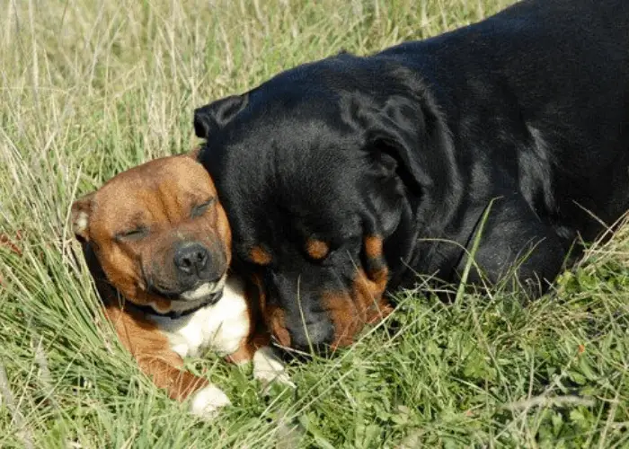Rottweiler and pit bull dog chilling out in the sun