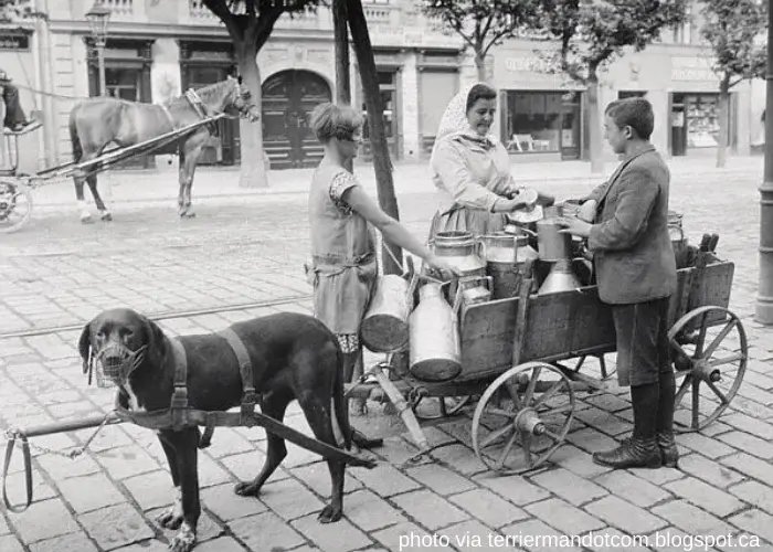 Rottweiler history in black and white