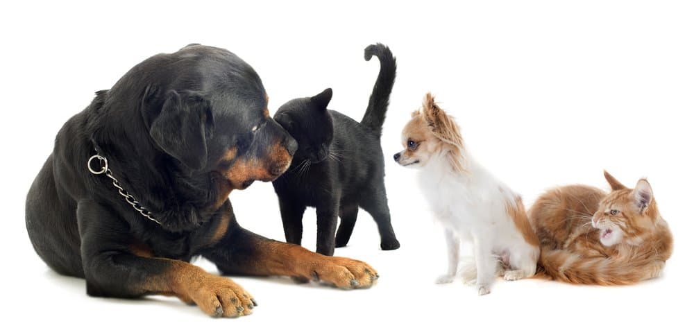 rottweiler and other pets