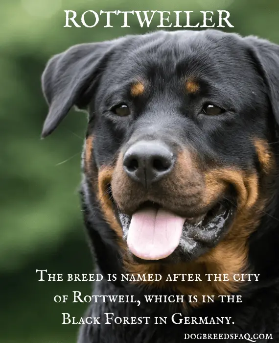 Rottweiler's name history image 