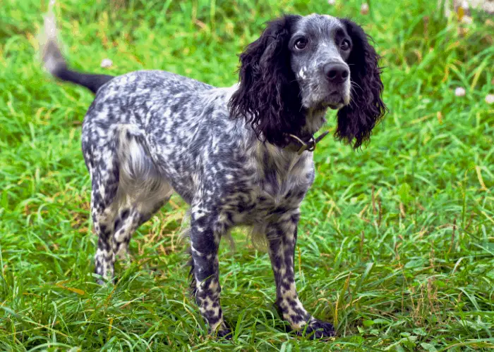 Russian Spaniel on a green grass