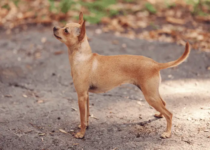 Russian toy terrier in the backyard