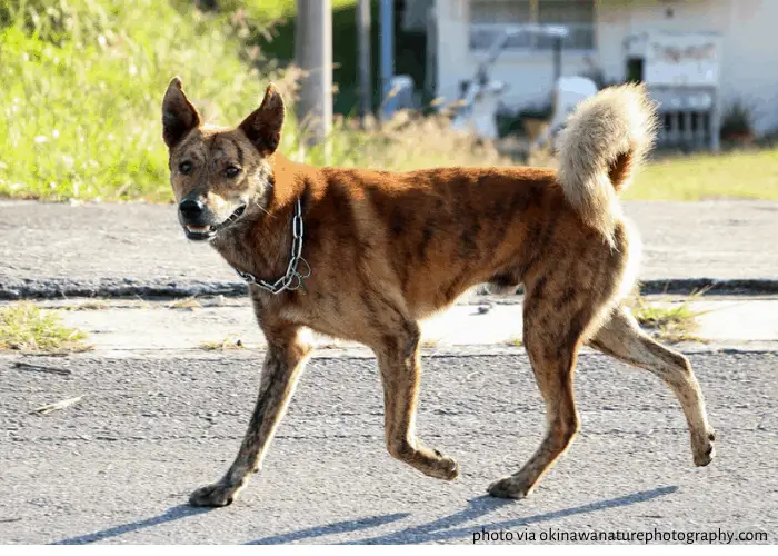 Ryukyu Inu walking in okinawa streets