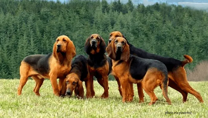 5 Saint Hubert Jura Hounds at the park