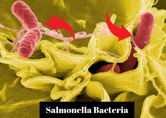 Salmonella Bacteria