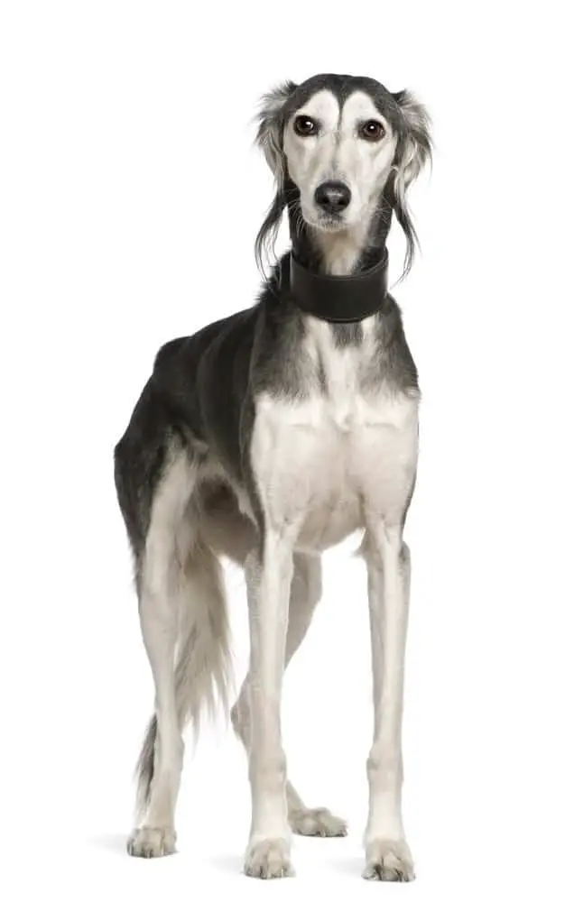 Saluki dog breed, standing on white background