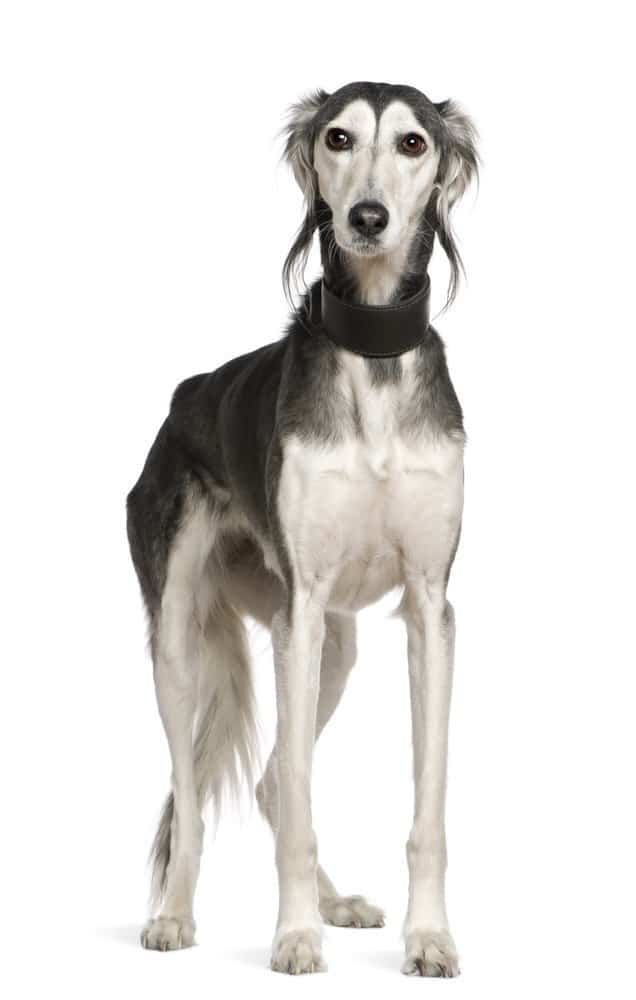 Saluki dog breed, standing on white background