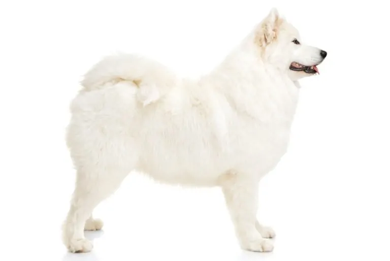 5 Dogs That Look Like Akitas (Or Have Some Similarities)