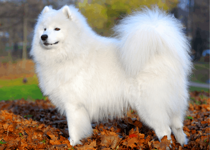 Samoyed standing at the park during autumn