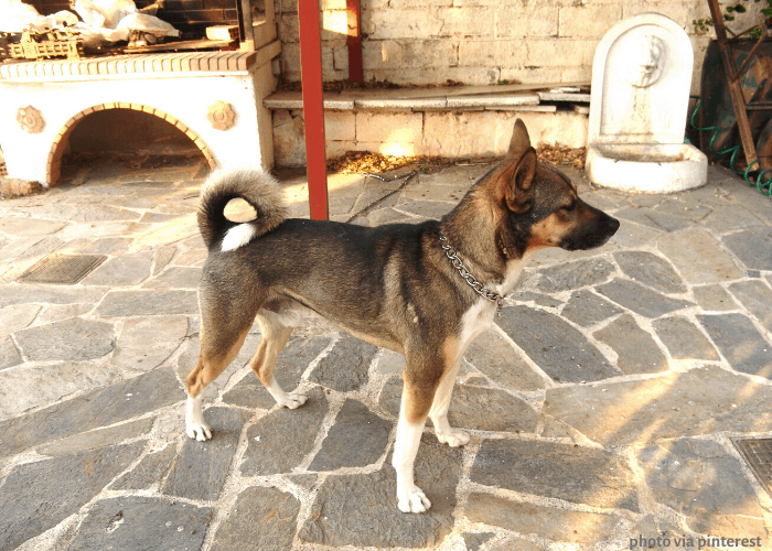 Sanshu Inu dog in the patio