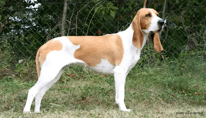 Schwyz Hound in the park standing