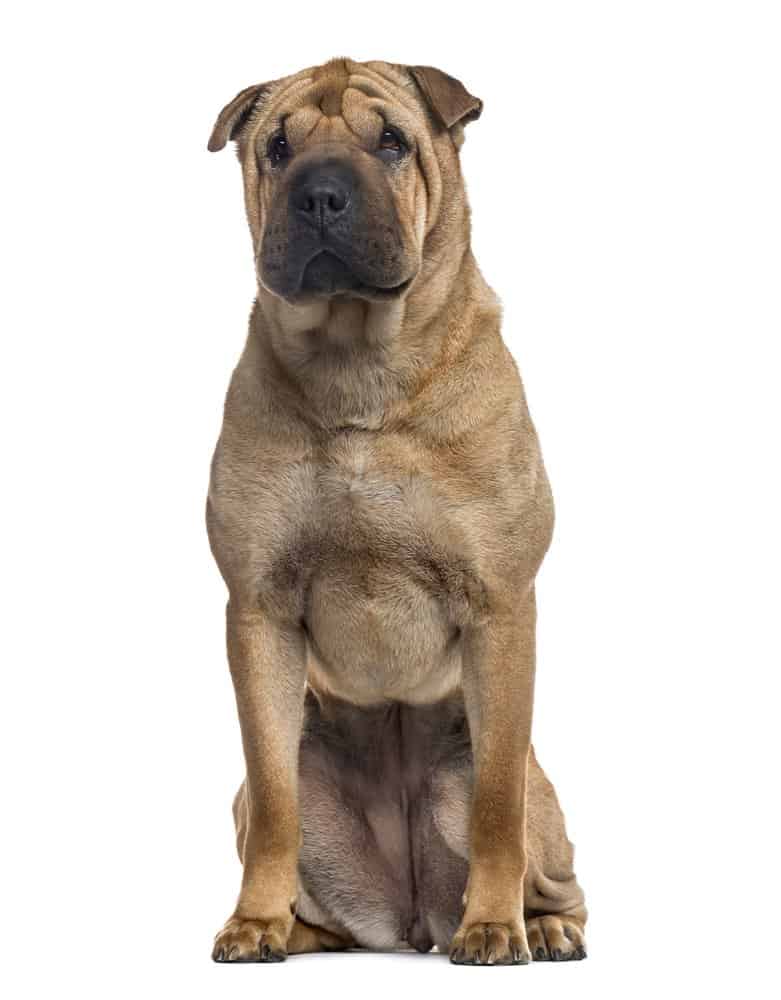 Shar Pei sitting on white background