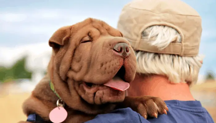 Sharpei on its owner's shoulder