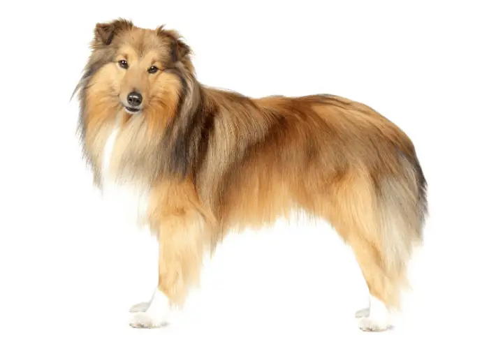 Shetland Sheepdogs standing against a white background