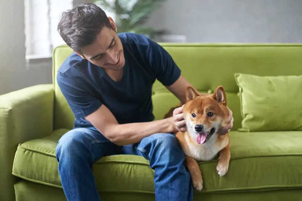 Shiba Inu and its owner who is wearing a blue shirt are sitting on a long green sofa