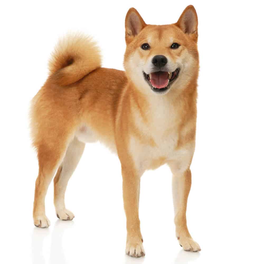 Shiba Inu standing on white abckground