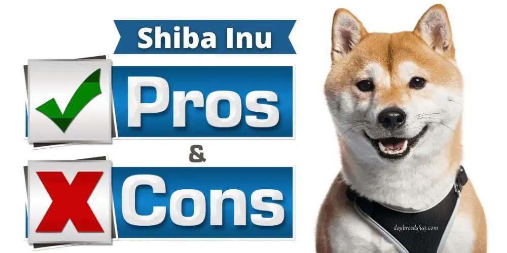 Shiba Inu pros and cons featured image