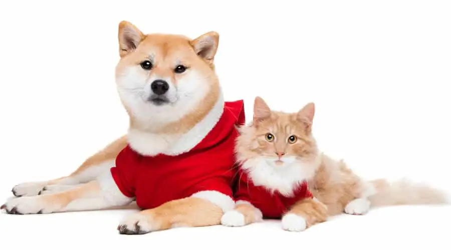 Shiba inu dog breed and a cat both wearing red shirts lying beside each other